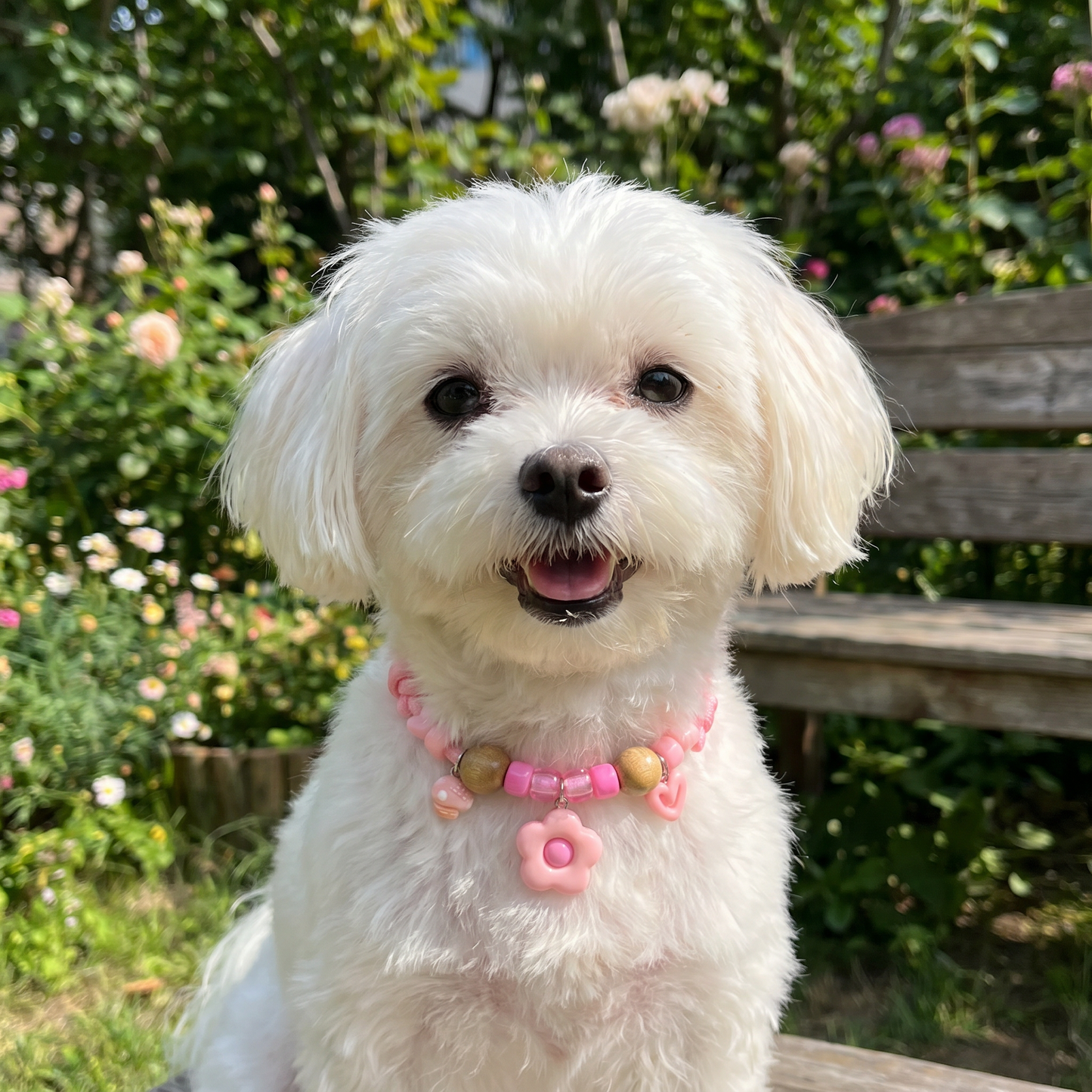 Cute collar with insect repellent for dogs